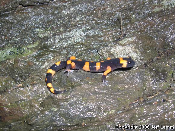 Large-blotched Ensatina (Ensatina eschscholtzii klauberi)