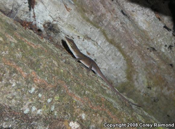 Green Anole (Anolis carolinensis)