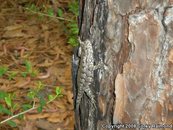 Eastern Fence Lizard (Sceloporus undulatus)