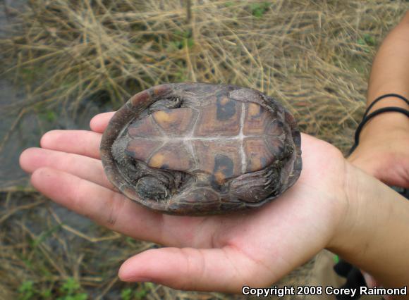 Eastern Musk Turtle (Sternotherus odoratus)