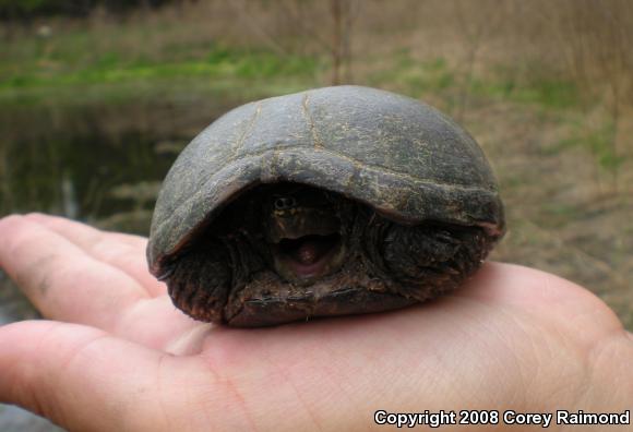 Eastern Musk Turtle (Sternotherus odoratus)