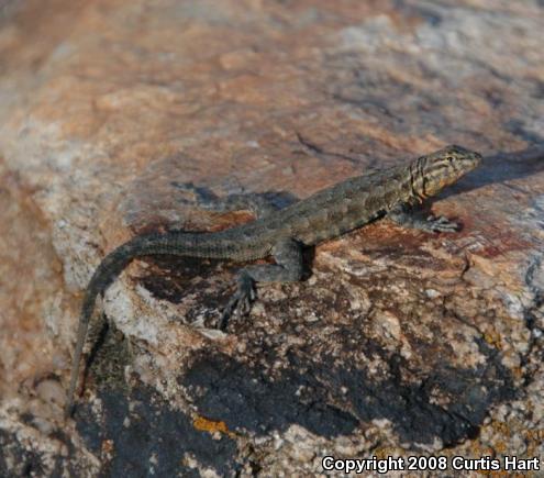 Common Side-blotched Lizard (Uta stansburiana)