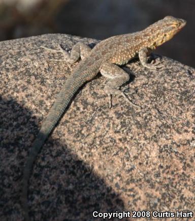 Common Side-blotched Lizard (Uta stansburiana)