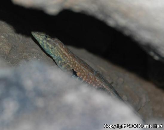 Common Side-blotched Lizard (Uta stansburiana)