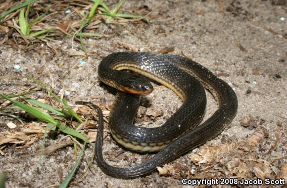 Glossy Crayfish Snake (Regina rigida rigida)