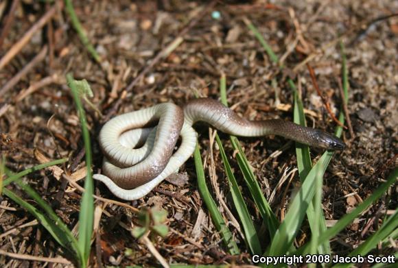 Rough Earthsnake (Virginia striatula)