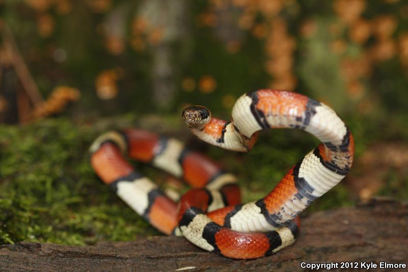 Louisiana Milksnake (Lampropeltis triangulum amaura)