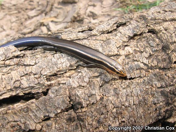 Four-lined Skink (Plestiodon tetragrammus)