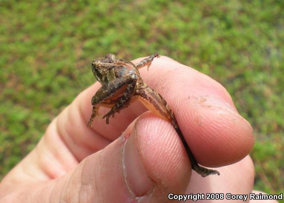 Southern Cricket Frog (Acris gryllus)