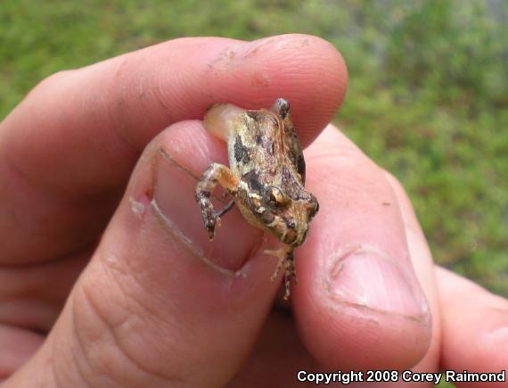 Southern Cricket Frog (Acris gryllus)