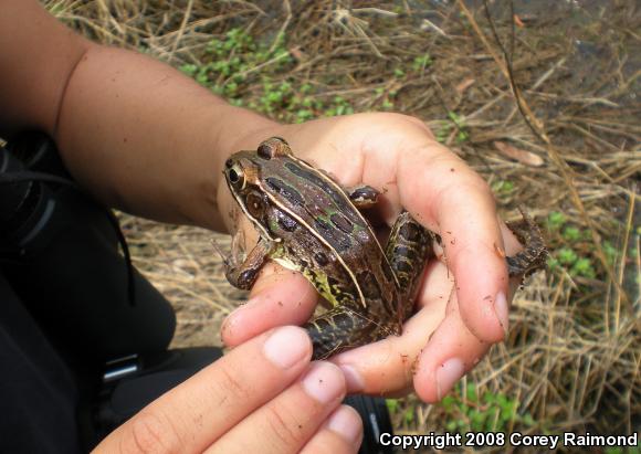 Southern Leopard Frog (Lithobates sphenocephalus)