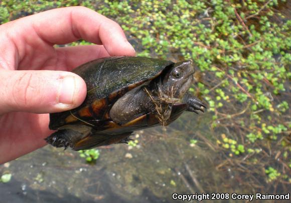 Eastern Mud Turtle (Kinosternon subrubrum)