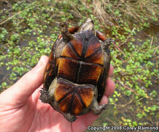 Eastern Mud Turtle (Kinosternon subrubrum)