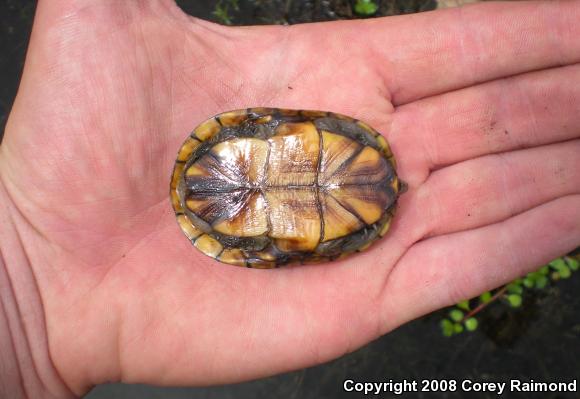 Eastern Mud Turtle (Kinosternon subrubrum)