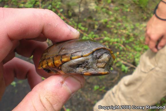 Eastern Mud Turtle (Kinosternon subrubrum)