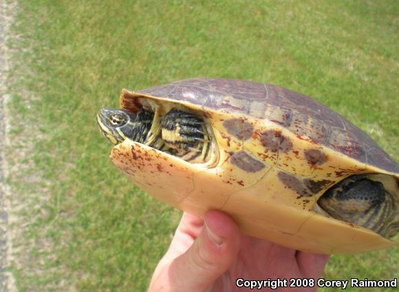 Chicken Turtle (Deirochelys reticularia)