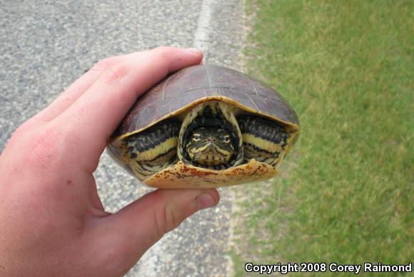 Chicken Turtle (Deirochelys reticularia)