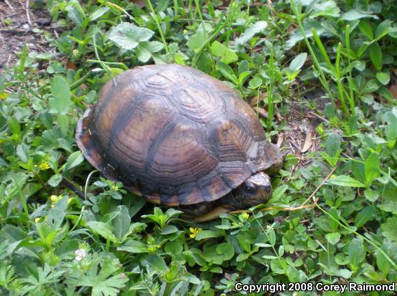 Gulf Coast Box Turtle (Terrapene carolina major)