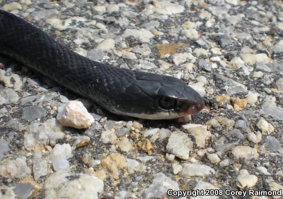 Southern Black Racer (Coluber constrictor priapus)