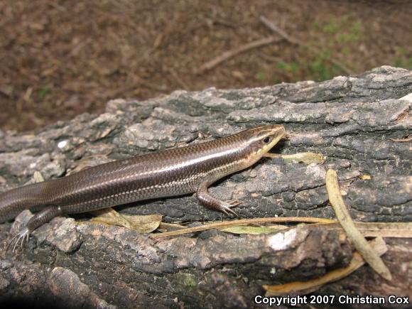 Four-lined Skink (Plestiodon tetragrammus)