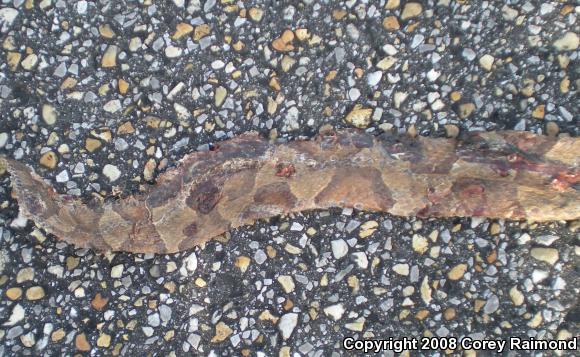 Southern Copperhead (Agkistrodon contortrix contortrix)