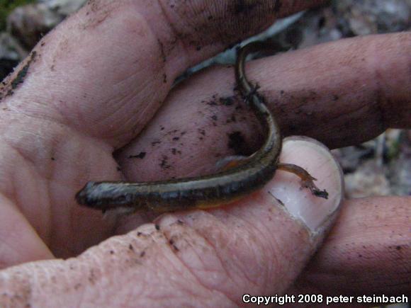 Northern Two-lined Salamander (Eurycea bislineata)