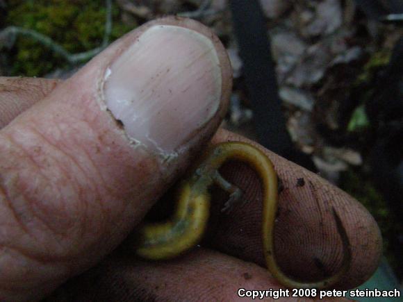 Northern Two-lined Salamander (Eurycea bislineata)