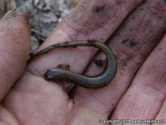 Northern Two-lined Salamander (Eurycea bislineata)