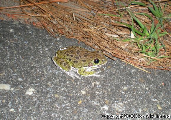 Barking Treefrog (Hyla gratiosa)