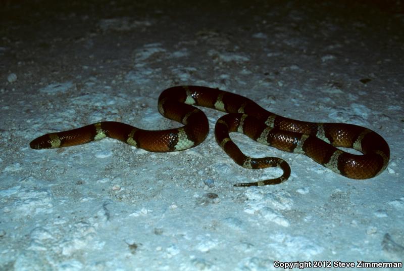 Mexican Milksnake (Lampropeltis triangulum annulata)