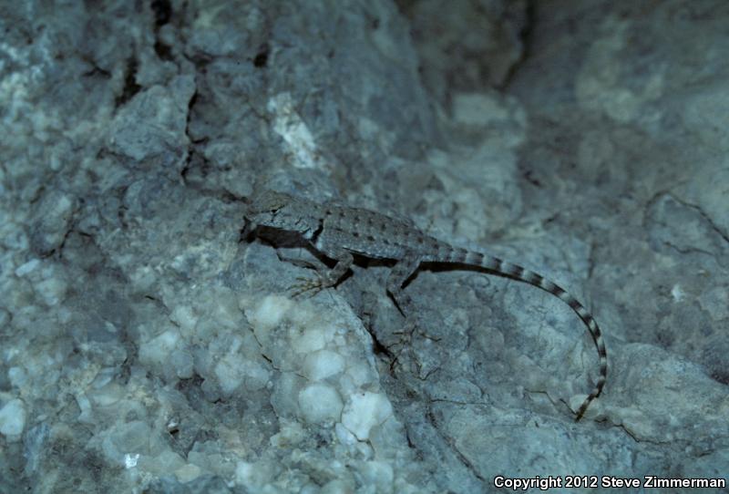 Big Bend Canyon Lizard (Sceloporus merriami annulatus)