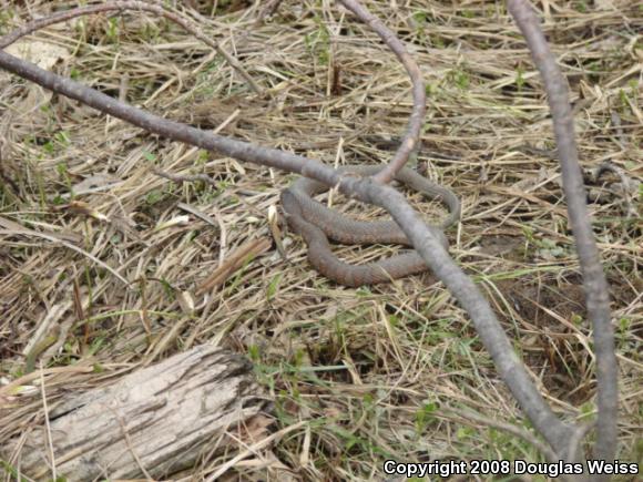 Northern Watersnake (Nerodia sipedon sipedon)