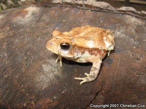 Gulf Coast Toad (Ollotis nebulifer)