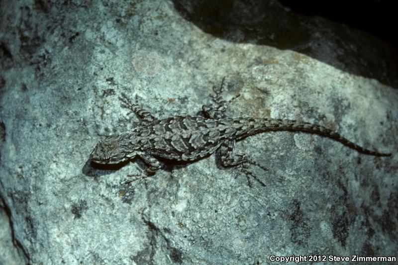 Big Bend Tree Lizard (Urosaurus ornatus schmidti)