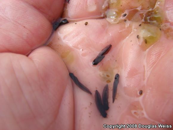 Spotted Salamander (Ambystoma maculatum)