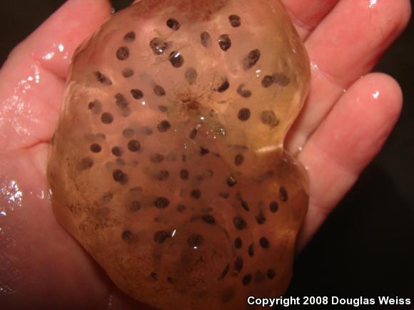 Spotted Salamander (Ambystoma maculatum)