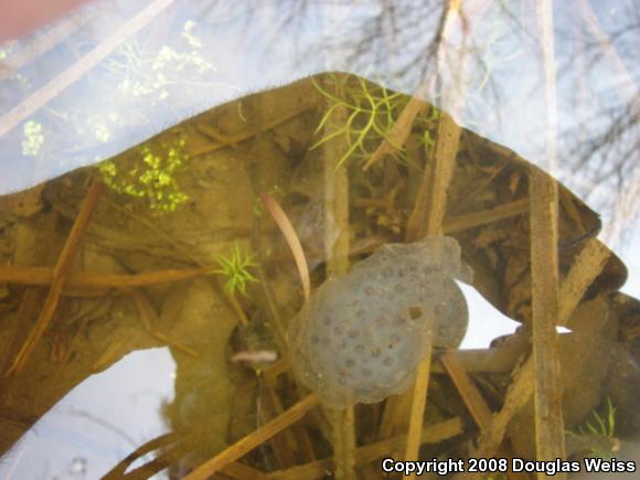 Jefferson Salamander (Ambystoma jeffersonianum)