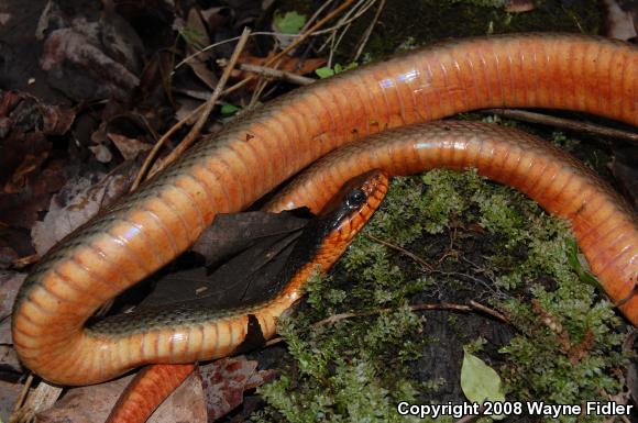 Red-bellied Watersnake (Nerodia erythrogaster erythrogaster)