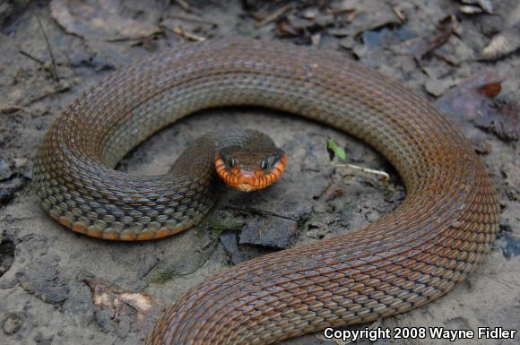 Red-bellied Watersnake (Nerodia erythrogaster erythrogaster)