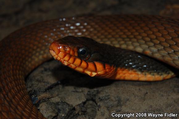 Red-bellied Watersnake (Nerodia erythrogaster erythrogaster)