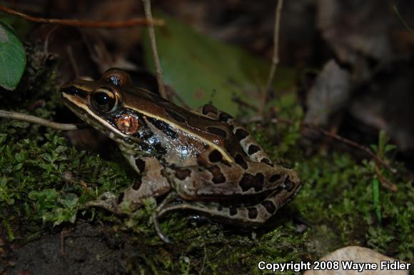 Southern Leopard Frog (Lithobates sphenocephalus utricularius)