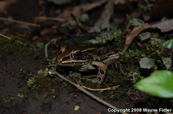 Southern Leopard Frog (Lithobates sphenocephalus utricularius)