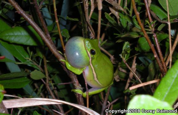 Green Treefrog (Hyla cinerea)