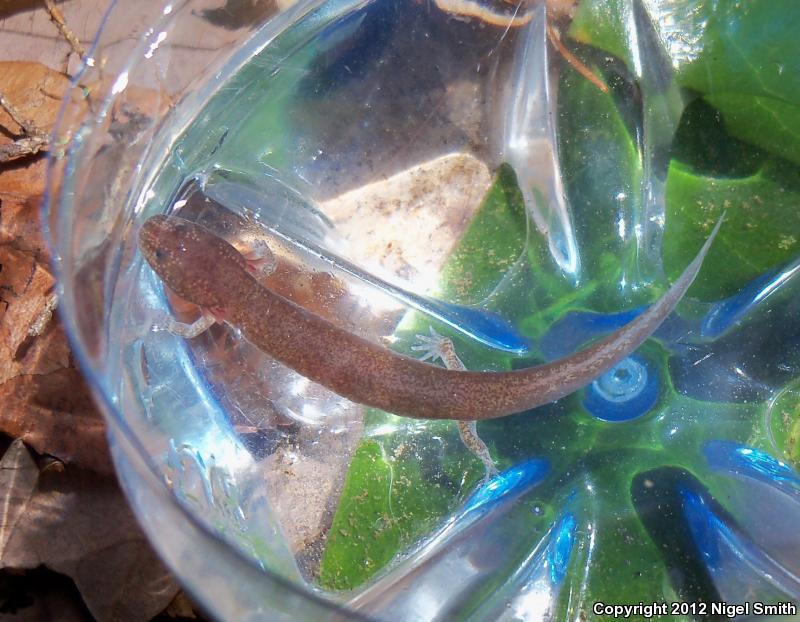 Carolina Spring Salamander (Gyrinophilus porphyriticus dunni)