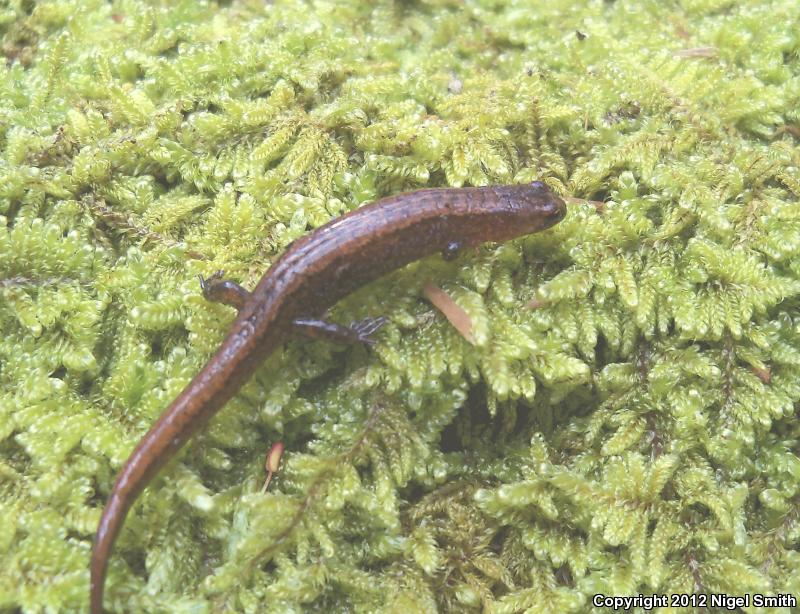 Seepage Salamander (Desmognathus aeneus)