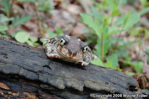 Eastern Spadefoot (Scaphiopus holbrookii)