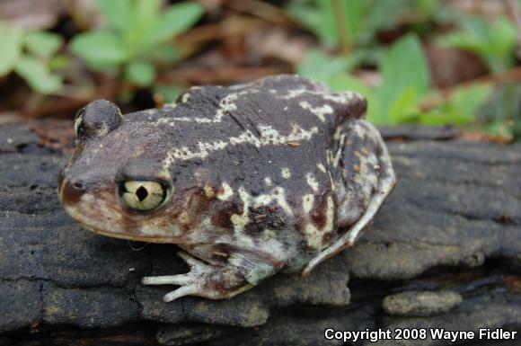 Eastern Spadefoot (Scaphiopus holbrookii)