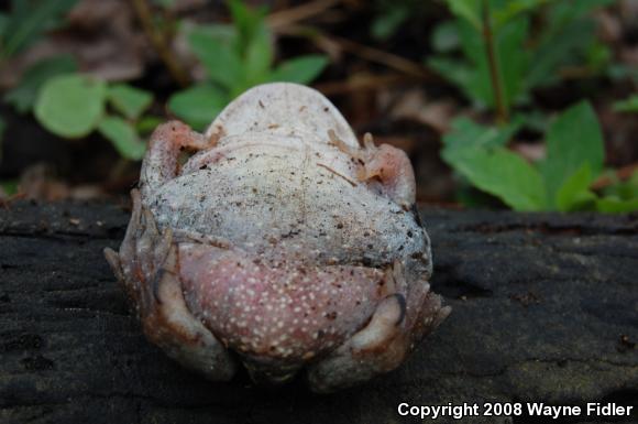 Eastern Spadefoot (Scaphiopus holbrookii)