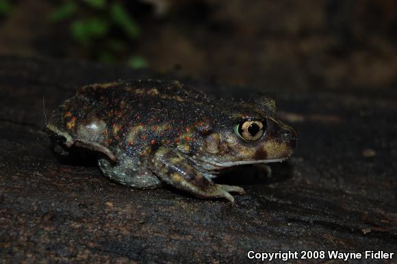 Eastern Spadefoot (Scaphiopus holbrookii)