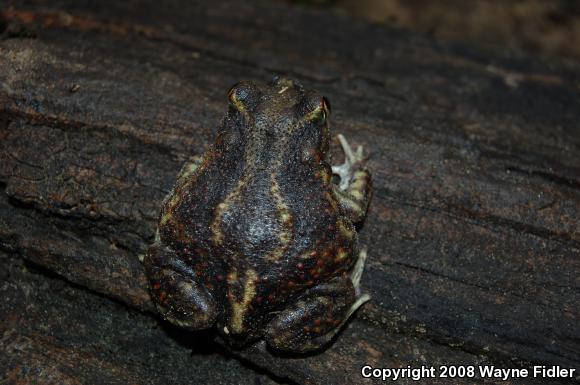 Eastern Spadefoot (Scaphiopus holbrookii)